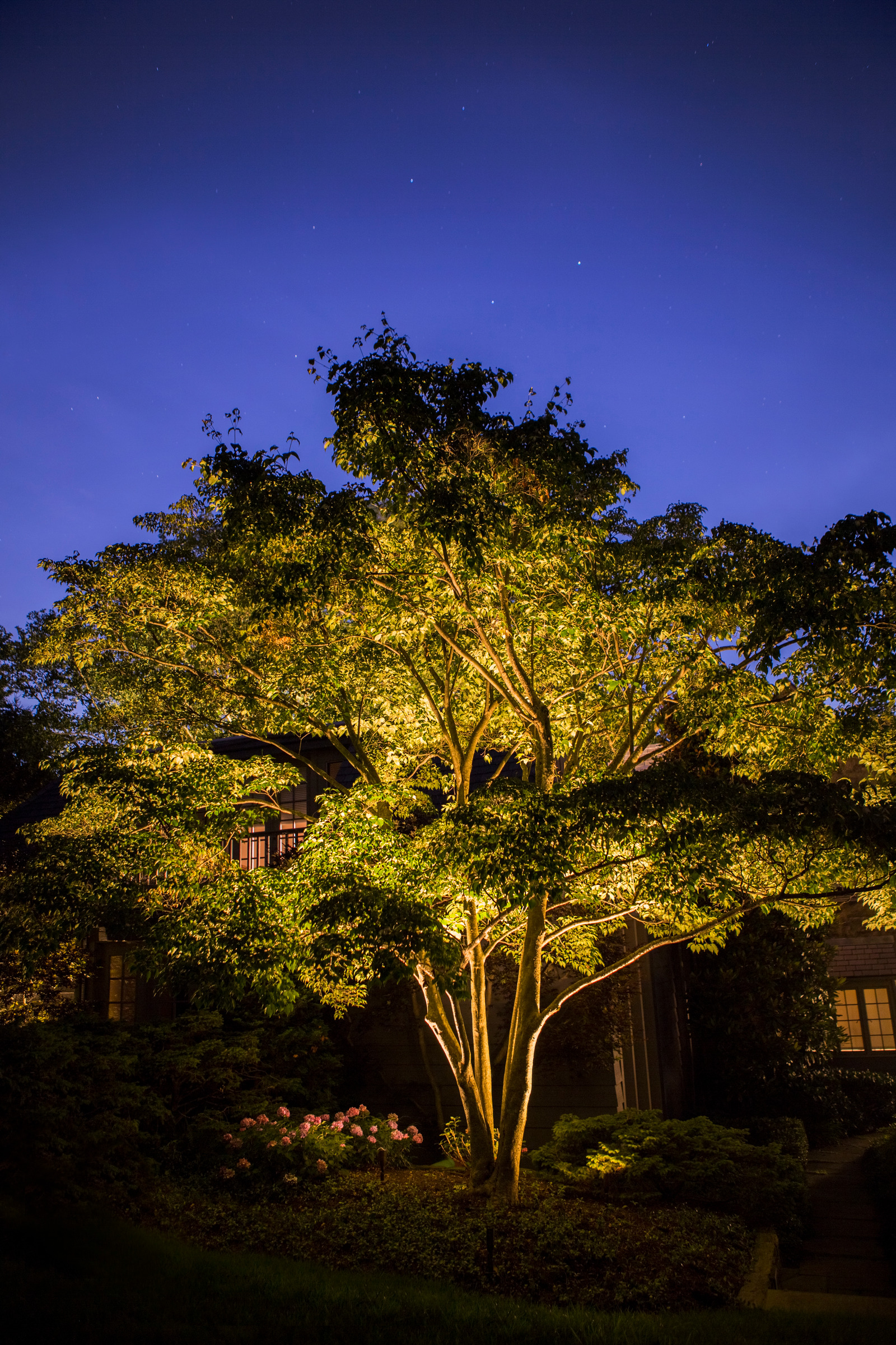 Warm light reveals the branches and canopy of a tree against the evening sky